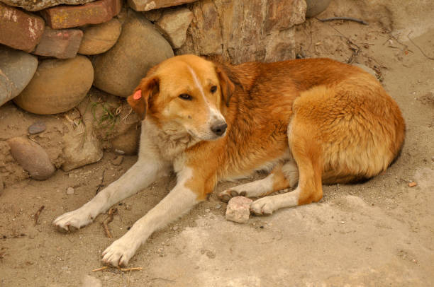 istock Dog in Georgia 1702210522