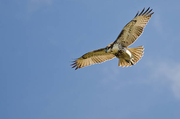istock Immature Red Tailed Hawk Kiting In a Blue Sky 170222423
