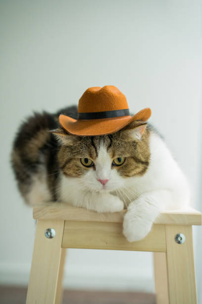 istock scottish tabby cat with vintage cowboy costume 1702226033