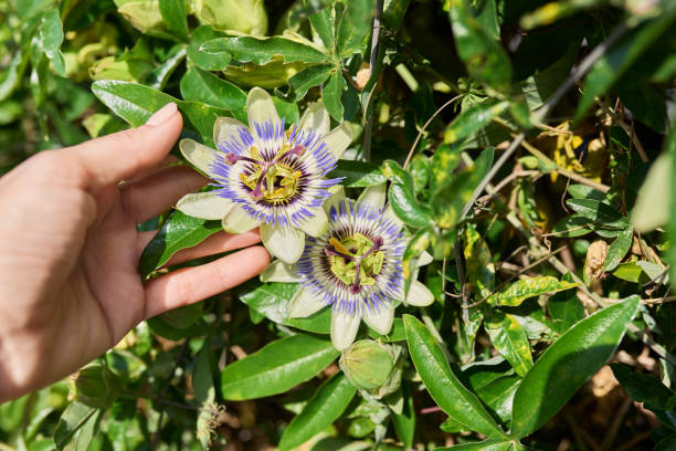 istock Passiflora blue plant, flowers close-up, decorative landscaping 1702235623