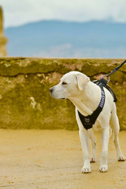istock Labrador Retriever Puppy 1702239950