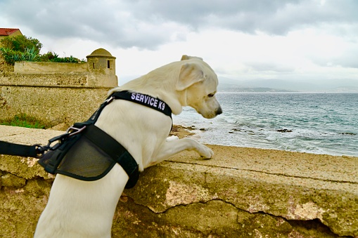 Service dog in Ajaccio, Corsica