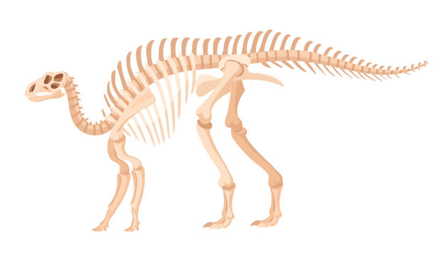 istock Cartoon iguanodon fossil. Dinosaur skeleton, jurassic raptor bones, ancient ornithopod dino flat vector illustration. Archaeological fossil skeleton 1702240467