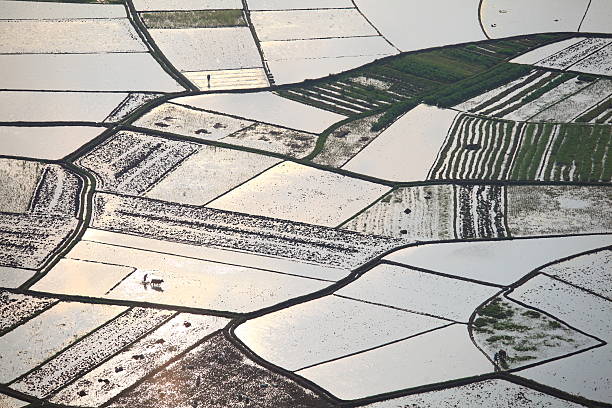 Farmers plough paddy field