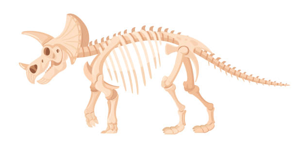 istock Triceratops fossil. Cartoon dino skeleton, jurassic raptor bones, ancient dinosaur triceratops flat vector illustration. Archaeological fossil skeleton 1702246082