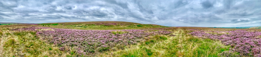 A beautiful panorama of the heather on the North York Moors, UK.