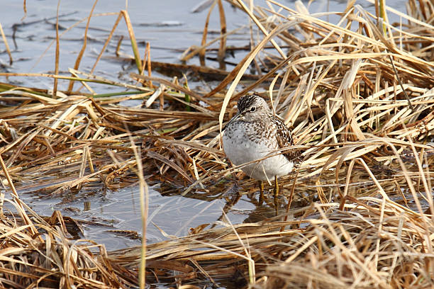 istock The sandpiper on a bog 170225984