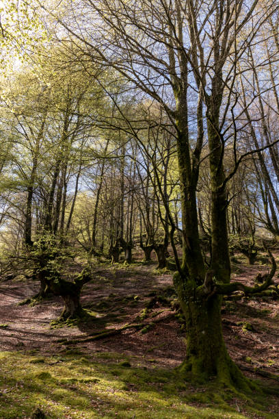 istock Tranquil Wilderness: Discovering the Serene Splendor of Belaustegui Beech Forest 1702261564
