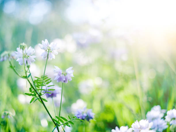 istock beautiful purple flowers 1702263233