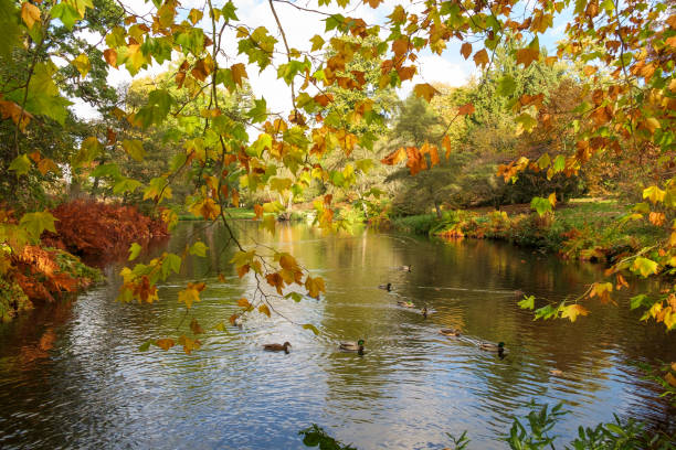 istock Autumn leaves on trees around a lake 1702270097