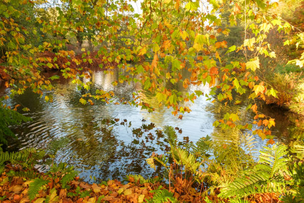 istock Autumn leaves on trees around a lake 1702270099
