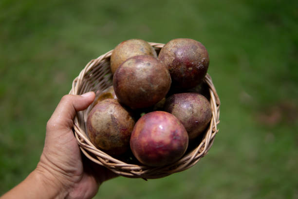 istock Close up hand holding passion fruit 1702272307