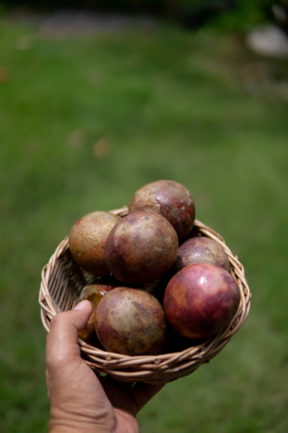 istock Close up hand holding passion fruit 1702272308