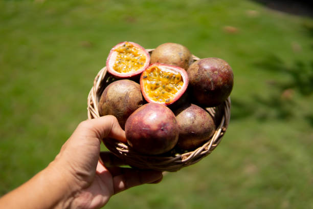 istock Close up hand holding passion fruit 1702272313