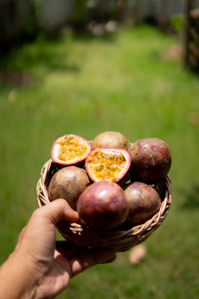 istock Close up hand holding passion fruit 1702272317