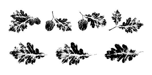 Oak Leaf stamp print ser. Grunge autumn leaves imprints. Ink floral texture. Objects isolated on white. Black and white vector illustration.