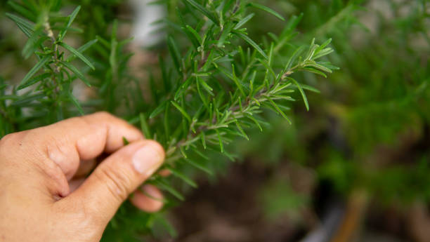 istock Close up hand holding rosemary leaf 1702274788