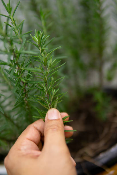 istock Close up hand holding rosemary leaf 1702274796