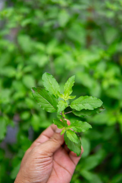istock Close up hand holding Holy basil leaves 1702274804
