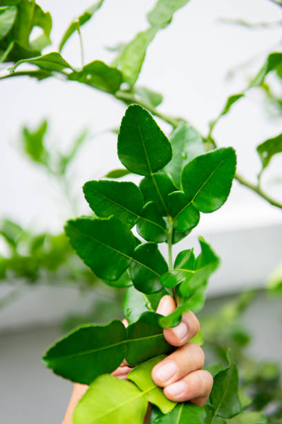 istock Close up hand holding Kaffir lime leaves 1702275245