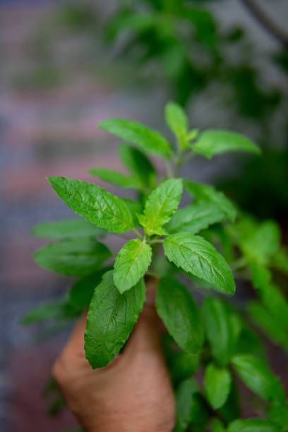 istock Close up hand holding Holy basil leaves 1702275258