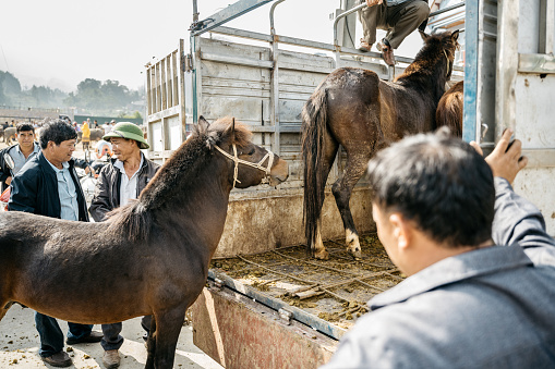 Bac Ha, Vietnam - November 13, 2022: men loading horses on the back of pickup at livestock market in bac ha in north vietnam