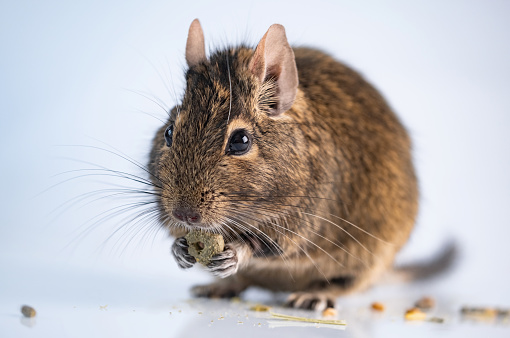 Funny rodent degu eating on white background