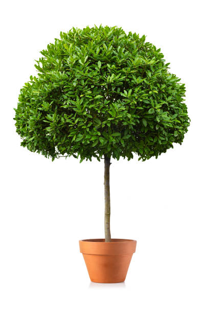 istock potted plant, isolated 1702280412
