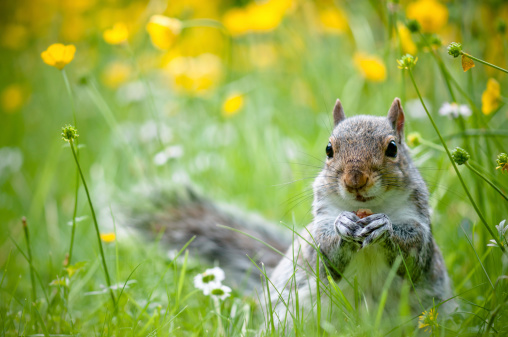 Grey squirrel sitting in the buttercups