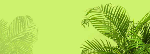 istock palm leaves on a light green 1702280832