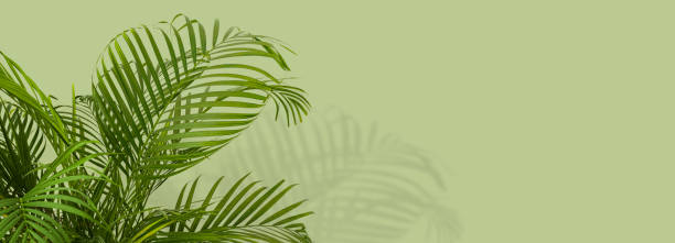 istock palm leaves on a light green 1702280852