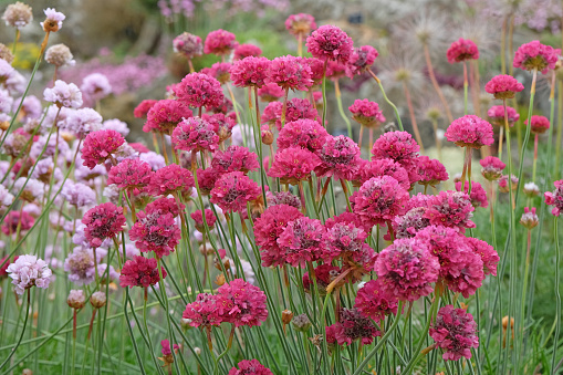 Dark pink Armeria maritima, also known as sea thrift, cliff rose, ladies cushion Bloodstone' in flower.