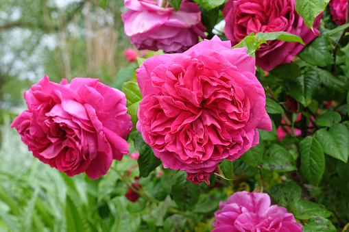 Pink roses in a garden.