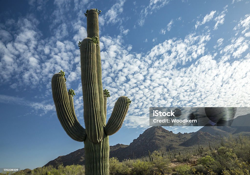 Sonora-Wüste Vista - Lizenzfrei Arizona Stock-Foto