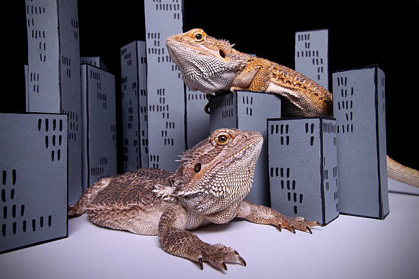 bearded dragons playing Godzilla two bearded dragons arranged between paper skyscrapers ready to destroy the whole city giant bearded dragon stock pictures, royalty-free photos & images