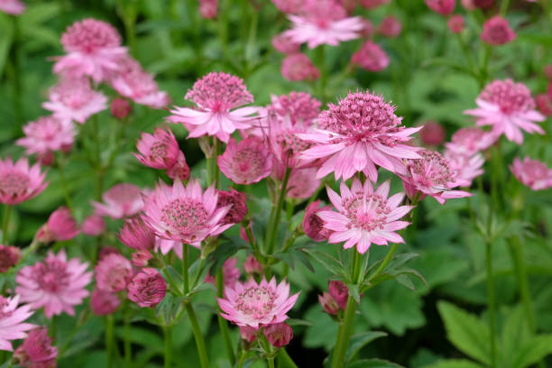 istock Pink Astrantia, also known as masterwort, 'Roma' in flower. 1702285004