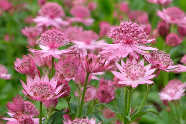 istock Pink Astrantia, also known as masterwort, 'Roma' in flower. 1702285437