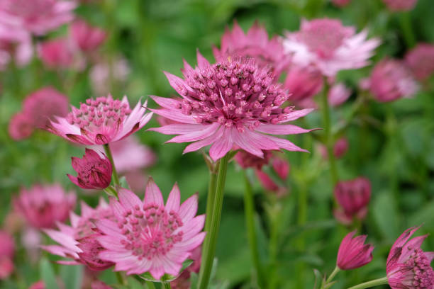 istock Pink Astrantia, also known as masterwort, 'Roma' in flower. 1702285536