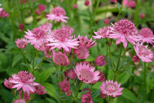 istock Pink Astrantia, also known as masterwort, 'Roma' in flower. 1702285546