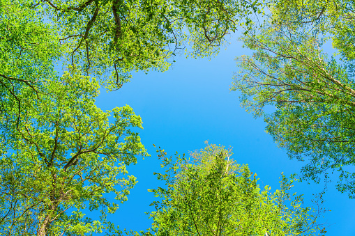 Tree crowns against the blue sky