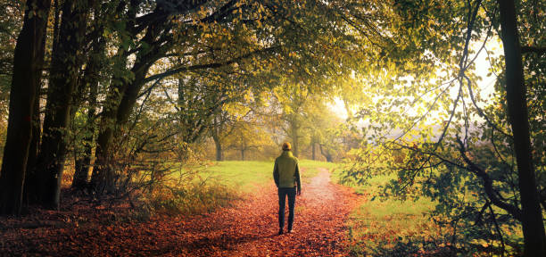 Walking in an autumn forest / Yellow leaves