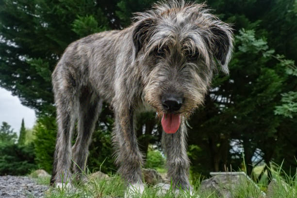 istock 5 month old Irish wolfhound puppy on the Grass 1702300382