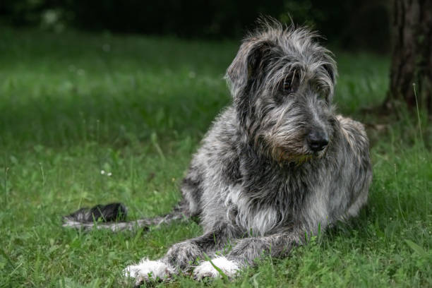 istock 5 month old Irish wolfhound puppy on the Grass 1702300817