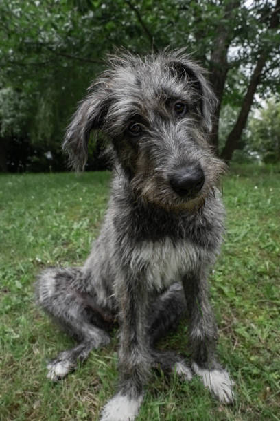 5 month old Irish wolfhound puppy on the Grass