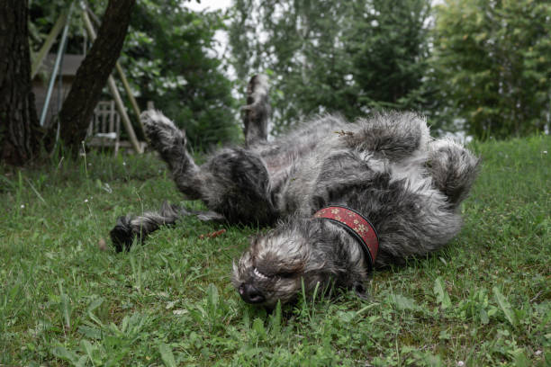istock 5 month old Irish wolfhound puppy on the Grass 1702301465