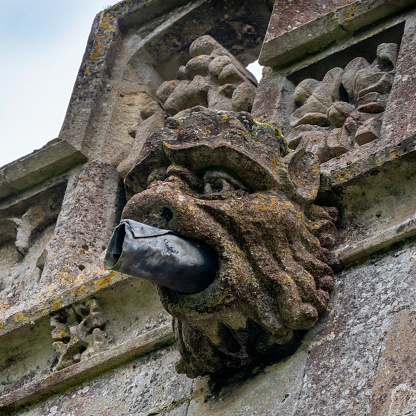 A grotesque gargoyle water spout leading form the roof of St Peter and St Paul's Church, Lavenham, Suffolk, Eastern England. The spout is formed of rolled lead.