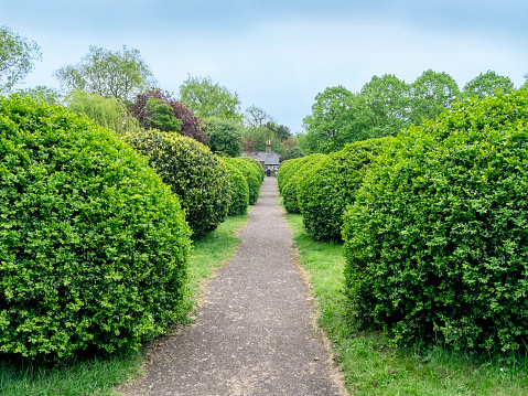A long, straight path lined with neatly trimmed shrubs passing through a churchyard in Suffolk, Eastern England.