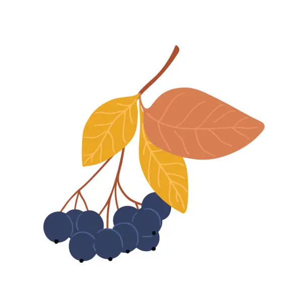 Vector illustration of Black rowan berries hand drawn illustration