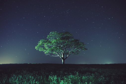 A single tree in a lush field of tall grass under the stars.  Long exposure with light painting, light grain.