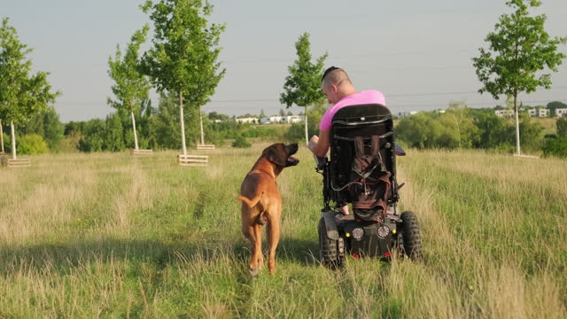 Man in wheelchair walks domestic dog on illuminated meadow